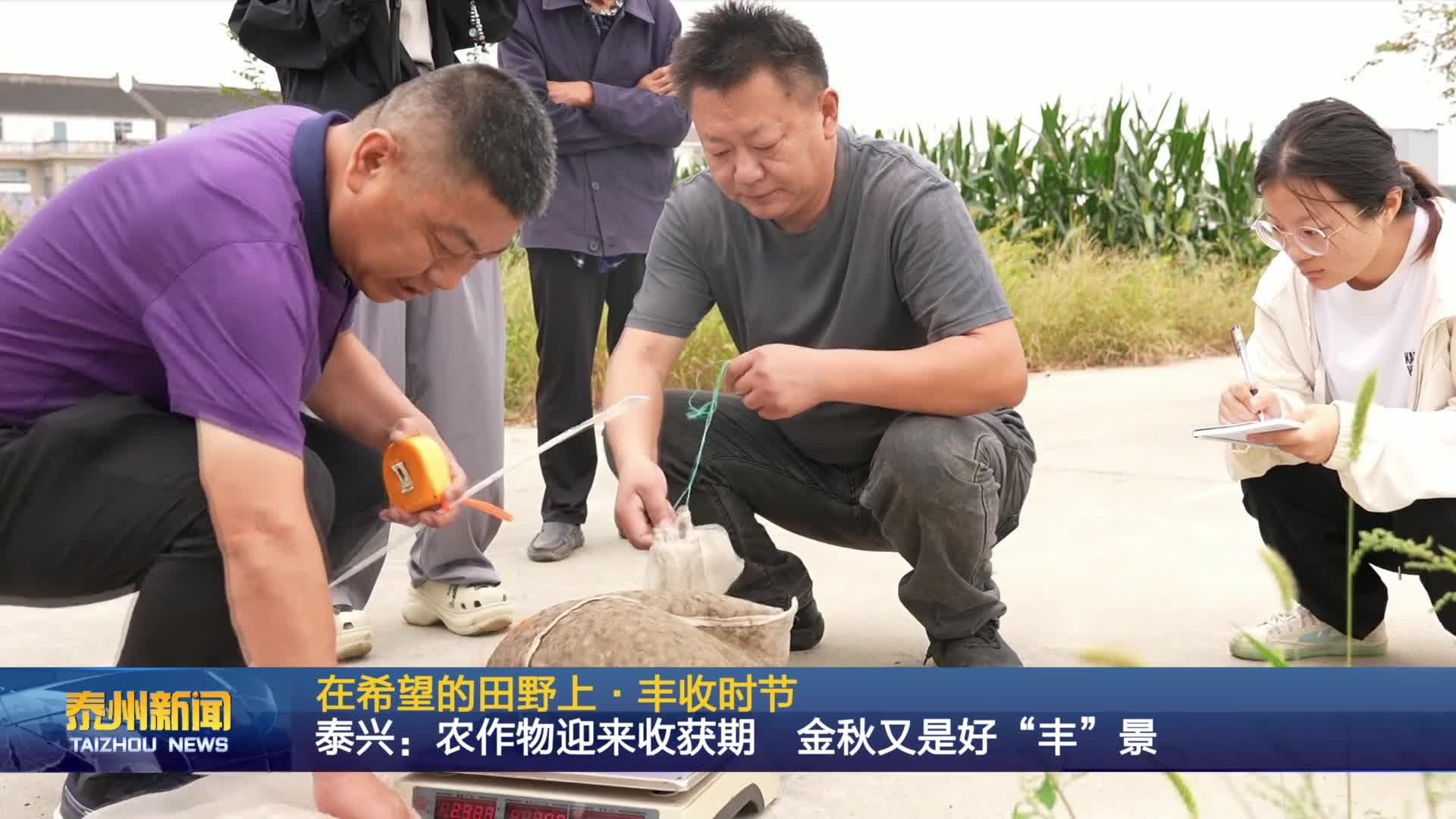 在希望的田野上·丰收时节  泰兴：农作物迎来收获期 金秋又是好“丰”景